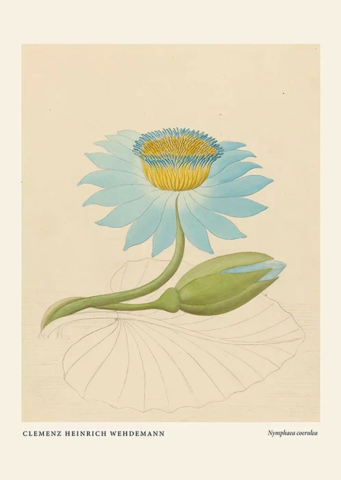 Nymphaea by Clemenz Heinrich Wehdemann