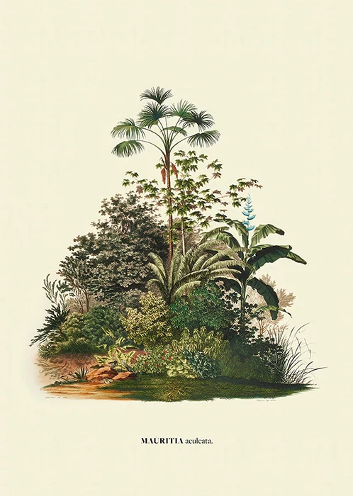 Aculeata by Carl von Martius