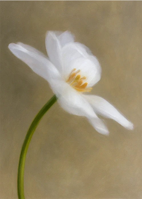 White Blossom
