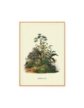 Aculeata by Carl von Martius