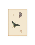 Butterflies II